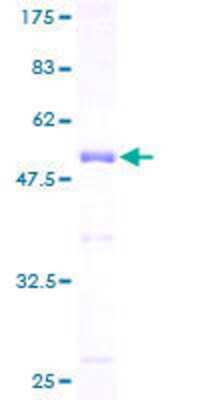 Other Recombinant Human NGRN GST (N-Term) Protein