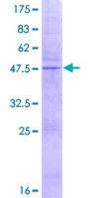 SDS-Page: Recombinant Human MS4A4A Protein [H00051338-P01] - 12.5% SDS-PAGE Stained with Coomassie Blue.