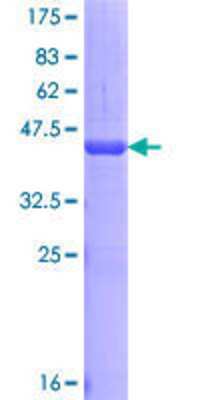 SDS-Page: Recombinant Human Dact1 Protein [H00051339-Q01] - 12.5% SDS-PAGE Stained with Coomassie Blue.