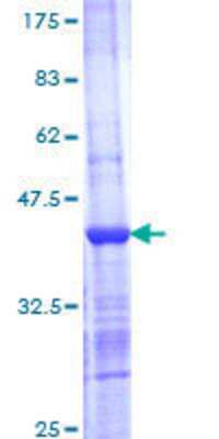 SDS-Page: Recombinant Human SNX7 Protein [H00051375-Q01] - 12.5% SDS-PAGE Stained with Coomassie Blue.