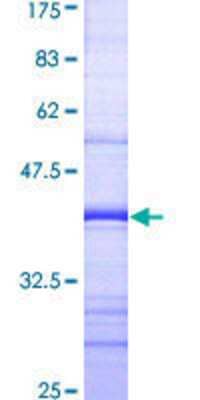 SDS-Page: Recombinant Human PRKAG2 Protein [H00051422-Q01] - 12.5% SDS-PAGE Stained with Coomassie Blue.