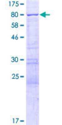 SDS-Page: Recombinant Human YTHDF2 Protein [H00051441-P01] - 12.5% SDS-PAGE Stained with Coomassie Blue.