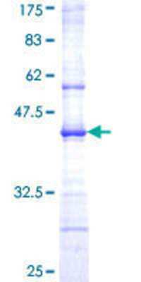 SDS-Page: Recombinant Human Antizyme inhibitor 1 Protein [H00051582-Q01] - 12.5% SDS-PAGE Stained with Coomassie Blue.