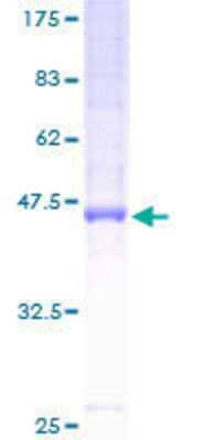 Other Recombinant Human HMP19 GST (N-Term) Protein