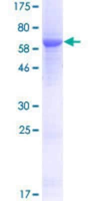 Other Recombinant Human beta ureidopropionase GST (N-Term) Protein