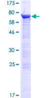 SDS-Page: Recombinant Human PHAX Protein [H00051808-P01] - 12.5% SDS-PAGE Stained with Coomassie Blue.
