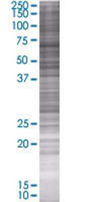 SHC3 transfected lysate.