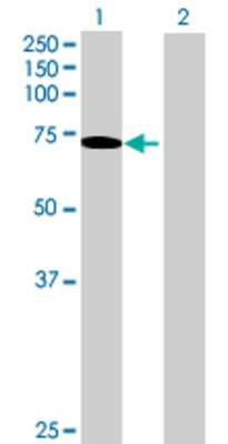 Lane 1: SHC3 transfected lysate (65.45 KDa) Lane 2: Non-transfected lysate.