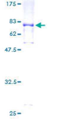SDS-Page: Recombinant Human SLC38A2 Protein [H00054407-P01] - 12.5% SDS-PAGE Stained with Coomassie Blue.