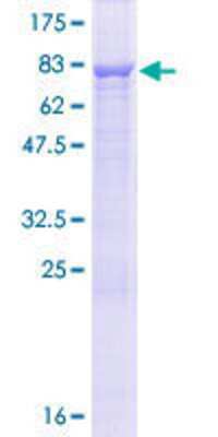 SDS-Page: Recombinant Human CCDC76 Protein [H00054482-P01] - 12.5% SDS-PAGE Stained with Coomassie Blue.