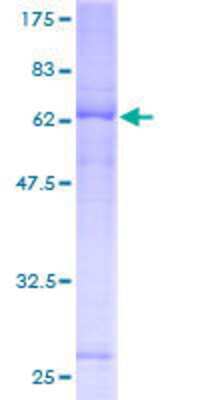 Other Recombinant Human FAM105A GST (N-Term) Protein