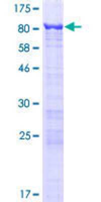 SDS-Page: Recombinant Human GNL3L Protein [H00054552-P01] - 12.5% SDS-PAGE Stained with Coomassie Blue.