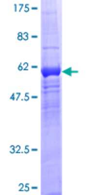 Other Recombinant Human WDR5B GST (N-Term) Protein