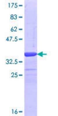 SDS-Page: Recombinant Human FBXL19 Protein [H00054620-Q01] - 12.5% SDS-PAGE Stained with Coomassie Blue.