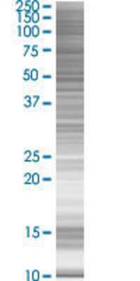 RRN3 transfected lysate.