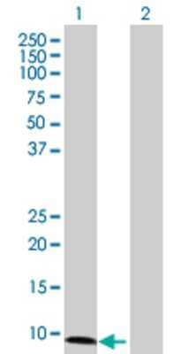 Lane 1: RRN3 transfected lysate (11.77 KDa) Lane 2: Non-transfected lysate.