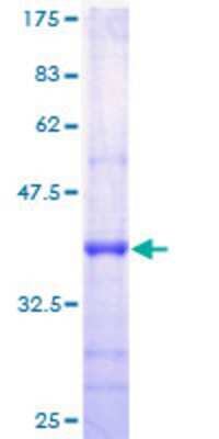 SDS-PAGE Recombinant Human ROPN1 GST (N-Term) Protein