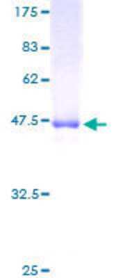 SDS-PAGE Recombinant Human DEF8 GST (N-Term) Protein