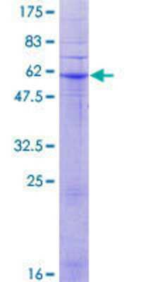 Other Recombinant Human PAQR5 GST (N-Term) Protein