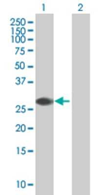 Lane 1: ZNF434 transfected lysate (28.27 KDa). Lane 2: Non-transfected lysate.