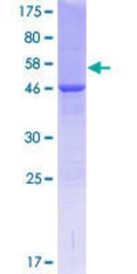 Other Recombinant Human COMMD4 GST (N-Term) Protein