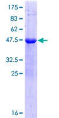 Other Recombinant Human ZSCAN2 GST (N-Term) Protein