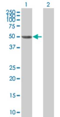 Lane 1: ZWILCH transfected lysate (52.58 KDa) Lane 2: Non-transfected lysate.