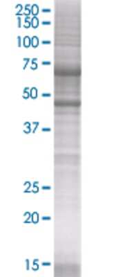 C9orf68 transfected lysate