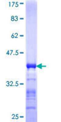 SDS-Page: Recombinant Human Tapasin Related Protein Protein [H00055080-Q01] - 12.5% SDS-PAGE Stained with Coomassie Blue.