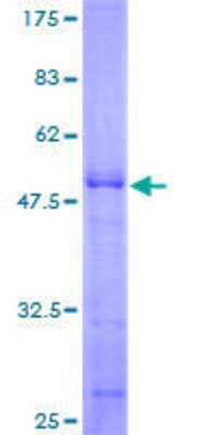 Other Recombinant Human Akirin2 GST (N-Term) Protein