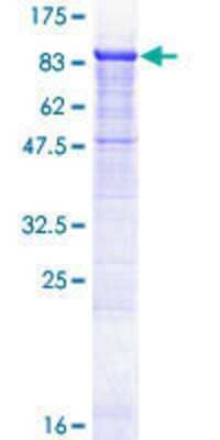 Other Recombinant Human WDR79 GST (N-Term) Protein