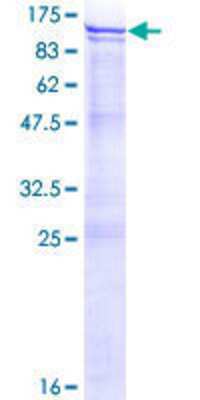 SDS-PAGE Recombinant Human ANKZF1 GST (N-Term) Protein