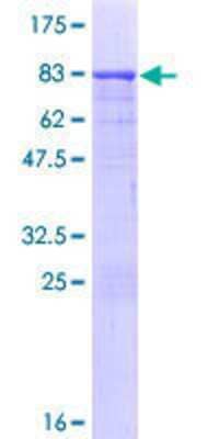 Other Recombinant Human CCDC91 GST (N-Term) Protein