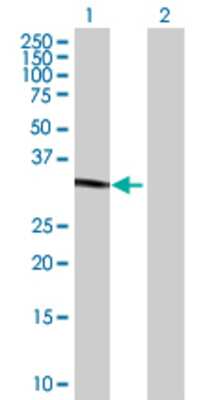 Lane 1: C14orf106 transfected lysate (34.65 KDa) Lane 2: Non-transfected lysate.