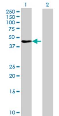 Lane 1: FBXL8 transfected lysate (41.25 KDa) Lane 2: Non-transfected lysate.