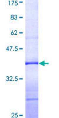 SDS-Page: Recombinant Human PLCXD1 Protein [H00055344-Q01] - 12.5% SDS-PAGE Stained with Coomassie Blue.