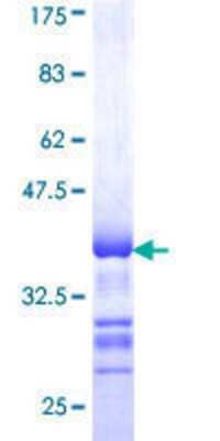 Other Recombinant Human YANK2 GST (N-Term) Protein