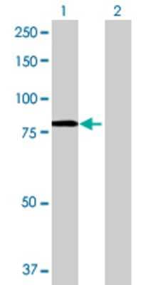 Lane 1: SMPD3 transfected lysate (72.16 KDa) Lane 2: Non-transfected lysate.