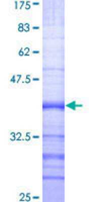 Other Recombinant Human BMP2K GST (N-Term) Protein