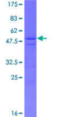 Other Recombinant Human DDX60 GST (N-Term) Protein
