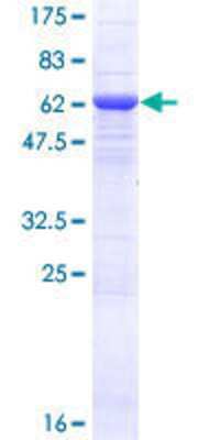 Other Recombinant Human VPS50 GST (N-Term) Protein