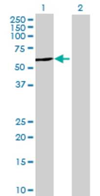 Lane 1: TBC1D22B transfected lysate (55.66 KDa) Lane 2: Non-transfected lysate.