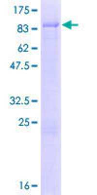 SDS-PAGE Recombinant Human ZNF692 GST (N-Term) Protein