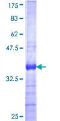 SDS-Page: Recombinant Human ZNF446 Protein [H00055663-Q01] - 12.5% SDS-PAGE Stained with Coomassie Blue.