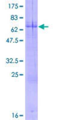 Other Recombinant Human ARHGEF40 GST (N-Term) Protein