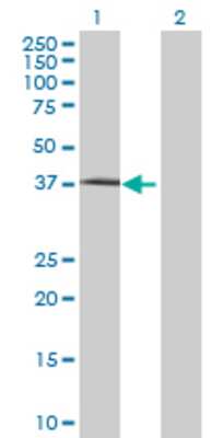 Lane 1: FLJ10357 transfected lysate (35.97 KDa) Lane 2: Non-transfected lysate.