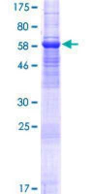 SDS-Page: Recombinant Human TMEM30A Protein [H00055754-P01] - 12.5% SDS-PAGE Stained with Coomassie Blue.