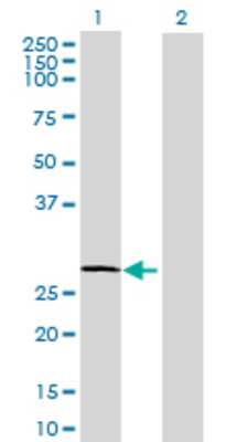 Lane 1: UGCGL2 transfected lysate (30.69 KDa) Lane 2: Non-transfected lysate.