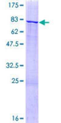 Other Recombinant Human ZNF83 GST (N-Term) Protein