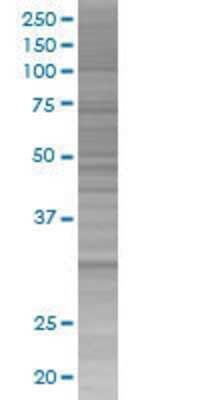 MCTP2 transfected lysate.